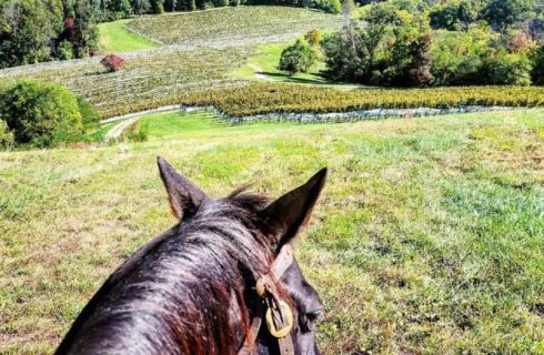 View of a horse's head with expansive vineyard and grassy lawn in the foreground
