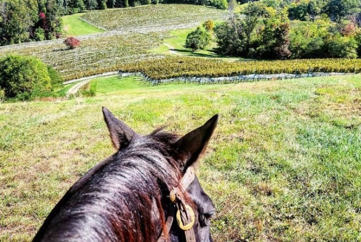 View of a horse's head with expansive vineyard and grassy lawn in the foreground