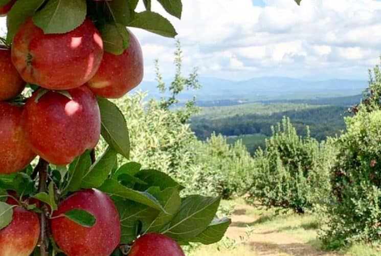 Branch of bright red apples hanging in an orchard with view of expansive valley in background