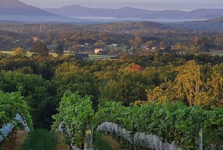 Aerial view of a lush green vineyard with valley and mountains in the background