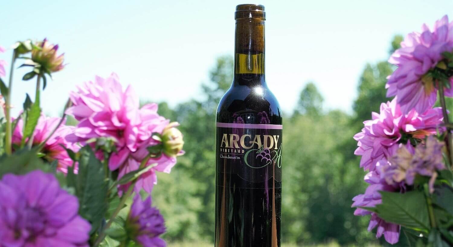 Single bottle of red wine next to bright pink flowers and clear blue sky