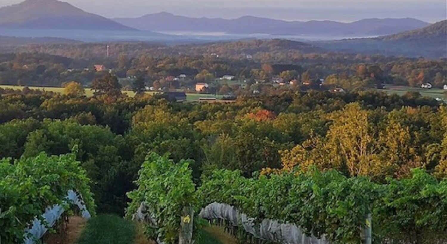 Aerial view of a lush green vineyard with valley and mountains in the background