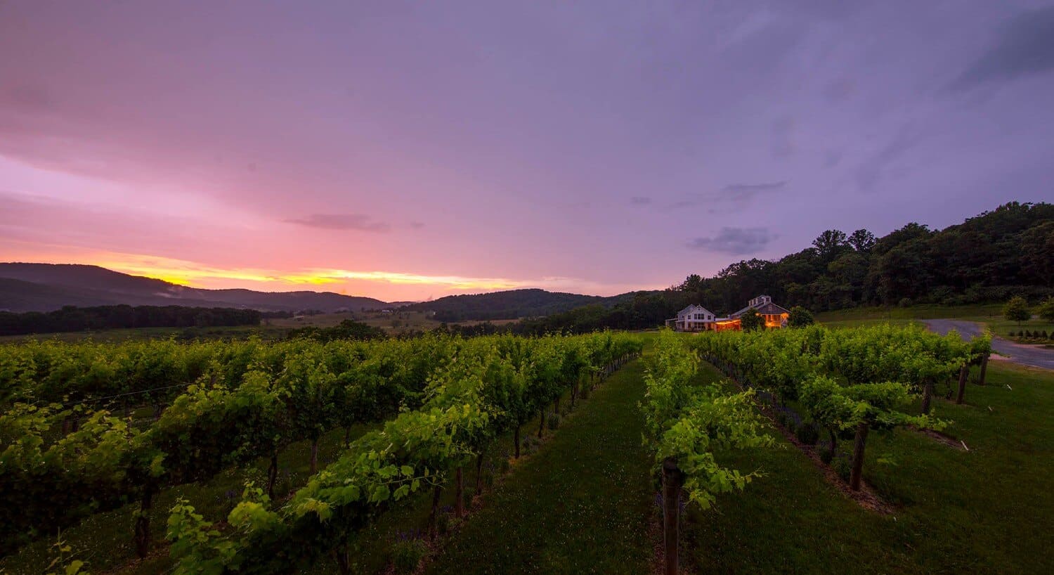 An expansive vineyard with lush green plants on the vines and a home lit up at night in the distance