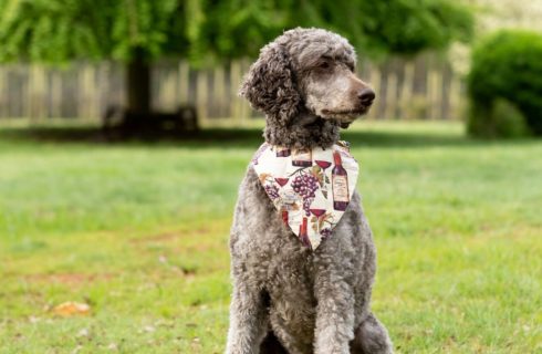 Dog with brown curly fur and bandana standing on a green lawn looking off to the side
