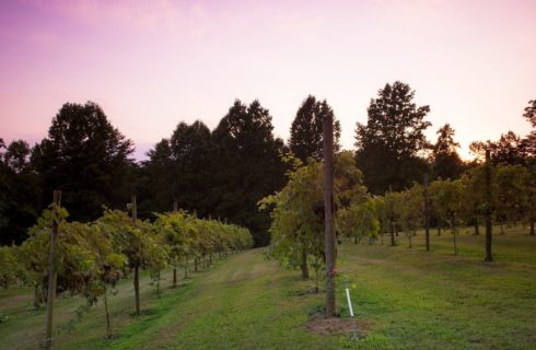Vineyard with several rows of vines against tall trees and a sunset sky