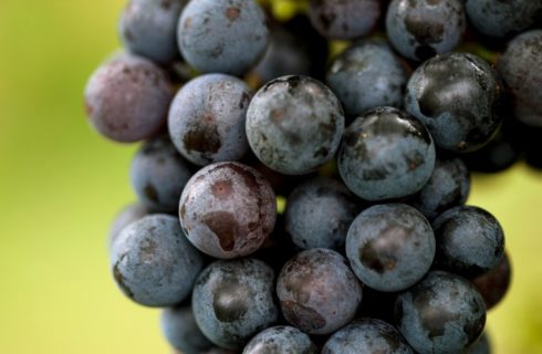 Single cluster of purple grapes hanging on a vine