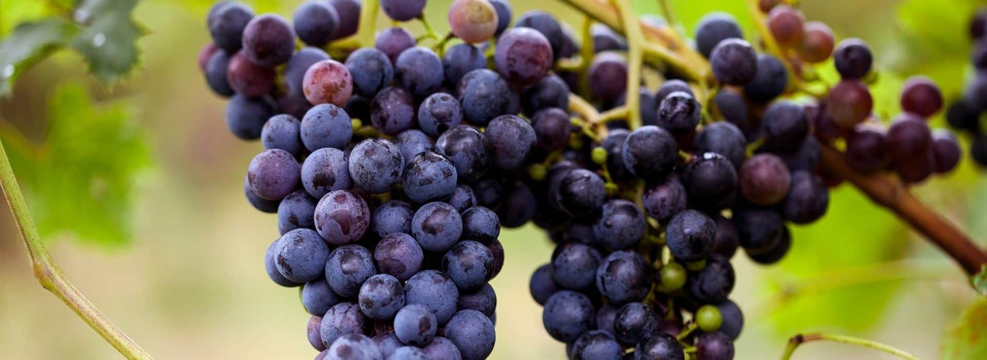 Two clusters of purple grapes hanging on a vine