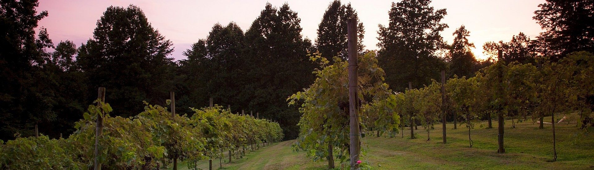 Rows of lush green vineyard vines with tall trees in the background