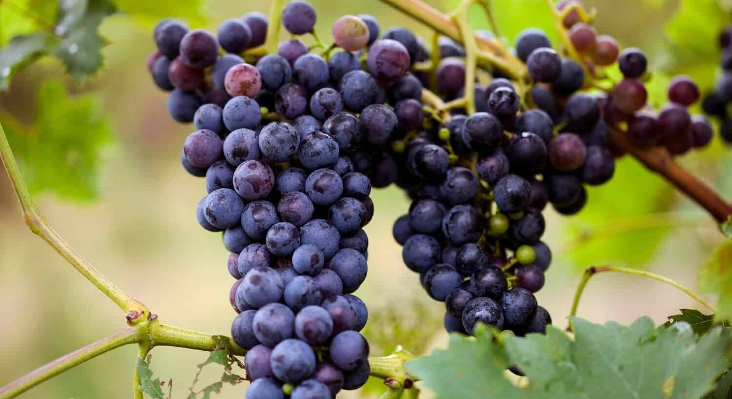 Two clusters of purple grapes hanging on a vine