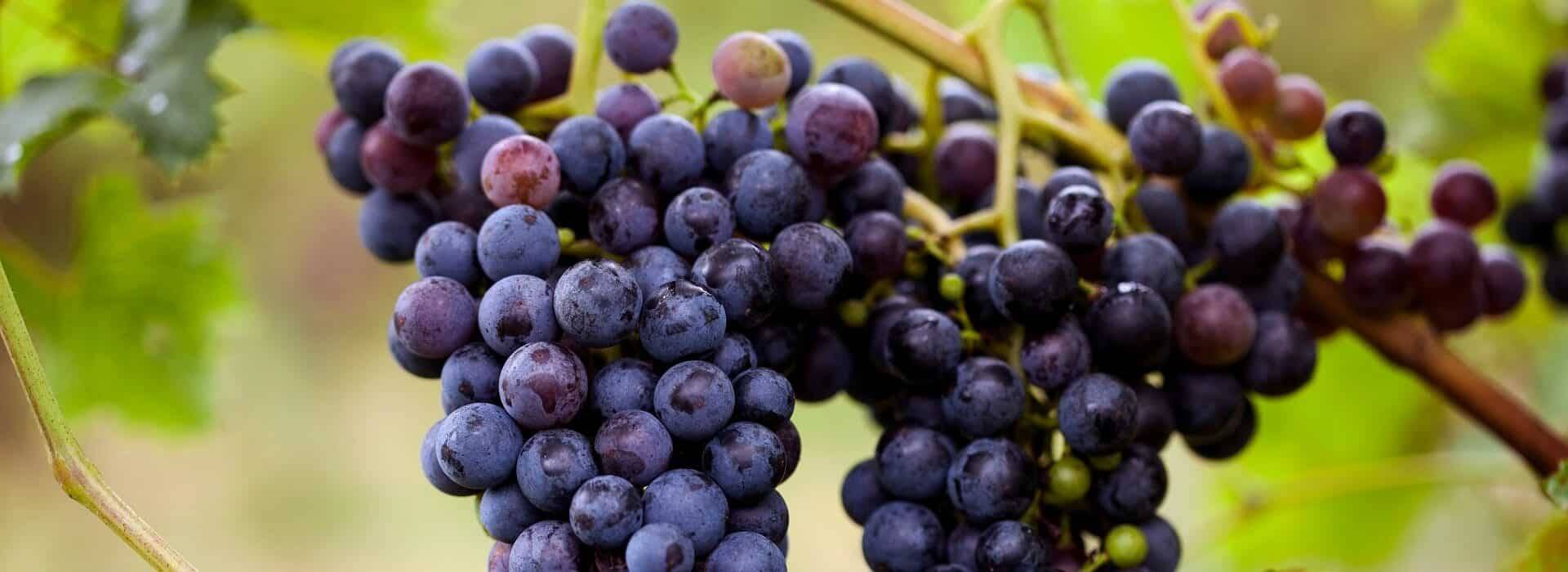 Two clusters of purple grapes hanging on a vine